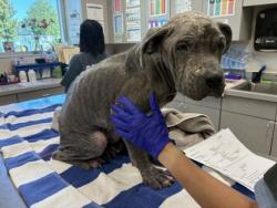 Shelter Stray Female Dog last seen Jackson Ave, Memphis, TN, 935 Farm Rd, Memphis, TN 38134, USA