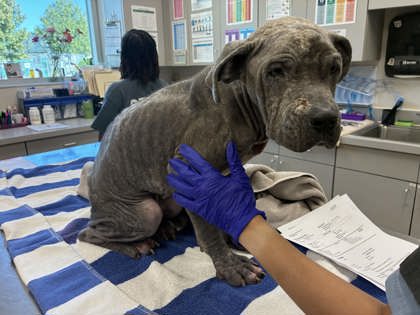 Shelter Stray Female Dog last seen Jackson Ave, Memphis, TN, 935 Farm Rd, Memphis, TN 38134, USA