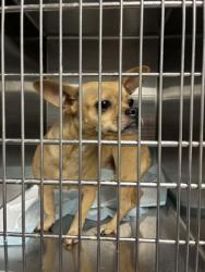 Shelter Stray Female Dog last seen Near Covington Highway, Decatur, GA 30035, 30035, GA, 3280 Chamblee Dunwoody Rd, Chamblee, GA 30341, USA