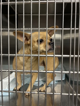 Shelter Stray Female Dog last seen Near Covington Highway, Decatur, GA 30035, 30035, GA, 3280 Chamblee Dunwoody Rd, Chamblee, GA 30341, USA