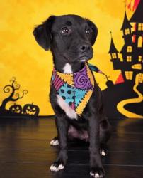 Shelter Stray Female Dog last seen Near blk Griggs- FH, FOREST HILL, TX, 3961 Bluebell Dr, Everman, TX 76140, USA