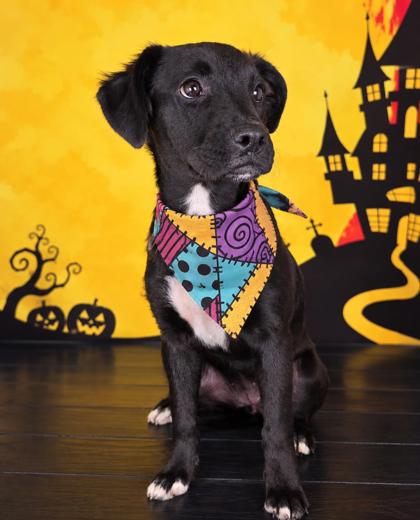 Shelter Stray Female Dog last seen Near blk Griggs- FH, FOREST HILL, TX, 3961 Bluebell Dr, Everman, TX 76140, USA