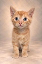 Shelter Stray Male Cat last seen W California Ave & S Dickenson Ave, Fresno Zone Fresno CO 1A 93706, CA, 1510 W Dan Ronquillo Dr, Fresno, CA 93706, USA