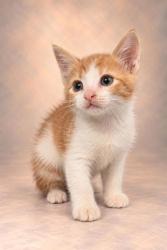 Shelter Stray Male Cat last seen W California Ave & S Dickenson Ave, Fresno Zone Fresno CO 1A 93706, CA, 1510 W Dan Ronquillo Dr, Fresno, CA 93706, USA
