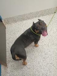 Shelter Stray Female Dog last seen Near Glenview Cir SW, Atlanta, GA, 1251 Fulton Industrial Blvd NW, Atlanta, GA 30336, USA