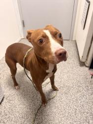 Shelter Stray Female Dog last seen Near Durham Street, New Bern City Limits,, 1639 Old Airport Rd, New Bern, NC 28562, USA