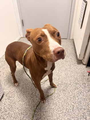 Shelter Stray Female Dog last seen Near Durham Street, New Bern City Limits,, 1639 Old Airport Rd, New Bern, NC 28562, USA
