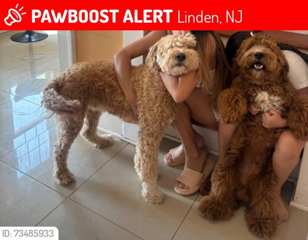 Lost Female Dog last seen Near springfield rd, Linden, NJ 07036