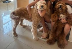 Lost Female Dog last seen Near springfield rd, Linden, NJ 07036