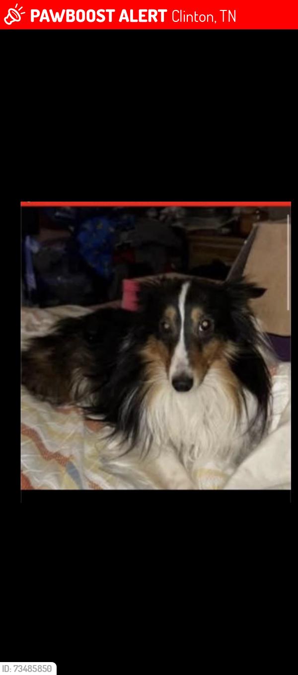 Lost Male Dog last seen Anderson county vet and groomers across from burger king in clintton tn, Clinton, TN 37716