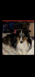 Lost Male Dog last seen Anderson county vet and groomers across from burger king in clintton tn, Clinton, TN 37716