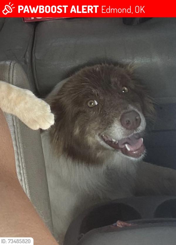 Lost Female Dog last seen Hater park Edmond, Edmond, OK 73034