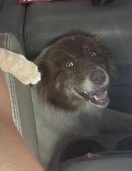 Lost Female Dog last seen Hater park Edmond, Edmond, OK 73034