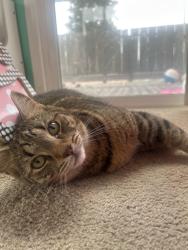 Reunited Male Cat last seen Lincoln and 8th st., Alameda, CA 94501