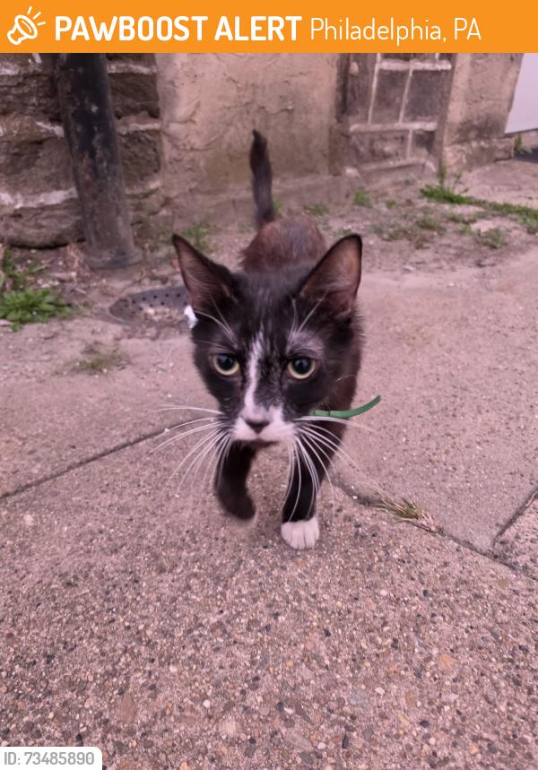 Found/Stray Male Cat last seen Charles St, Philadelphia, PA 19135