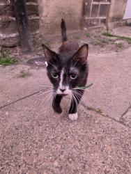 Found/Stray Male Cat last seen Charles St, Philadelphia, PA 19135
