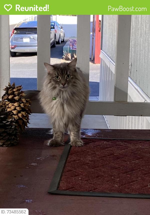 Reunited Unknown Cat last seen Between Yucaipa Blvd and Ave E, Yucaipa, CA 92399