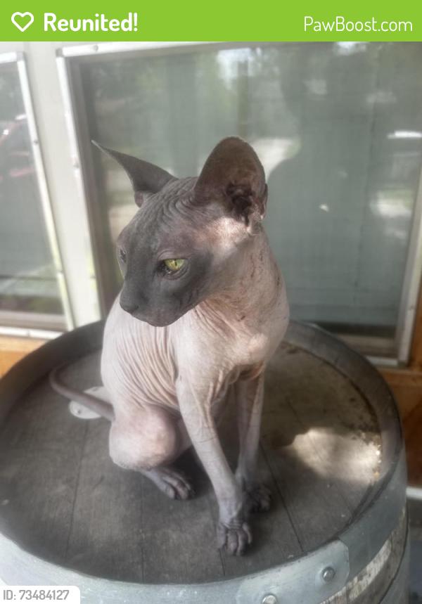 Reunited Male Cat last seen Bayhead drive, San Antonio, TX 78220