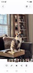 Lost Female Cat last seen Preakness/ Saddlewood, Summit Township, PA 16441
