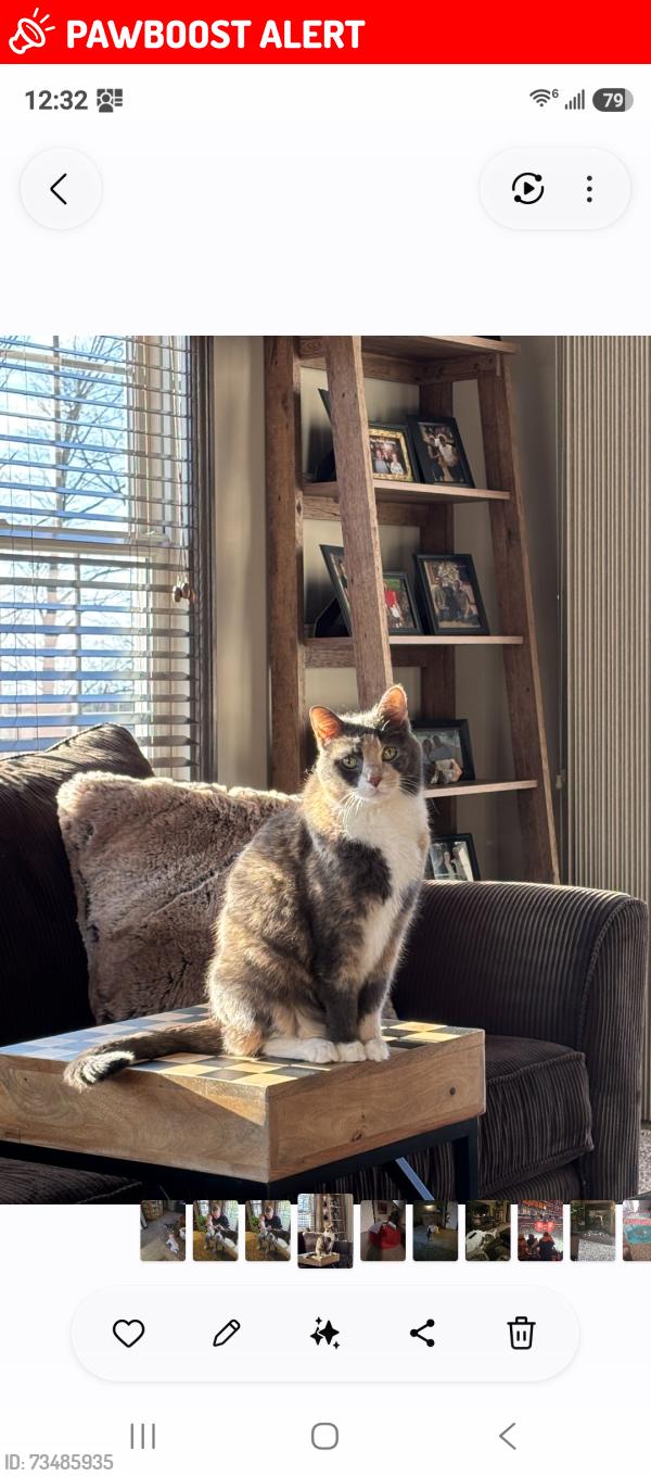 Lost Female Cat last seen Preakness/ Saddlewood, Summit Township, PA 16441