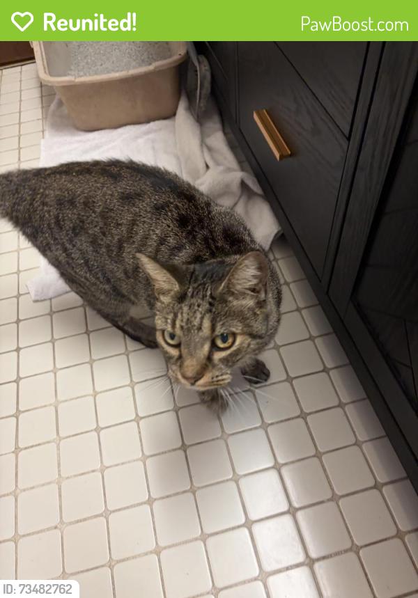 Reunited Unknown Cat last seen Blackhawk Trail, Spring Hill, FL 34606, USA, Spring Hill, FL 34606