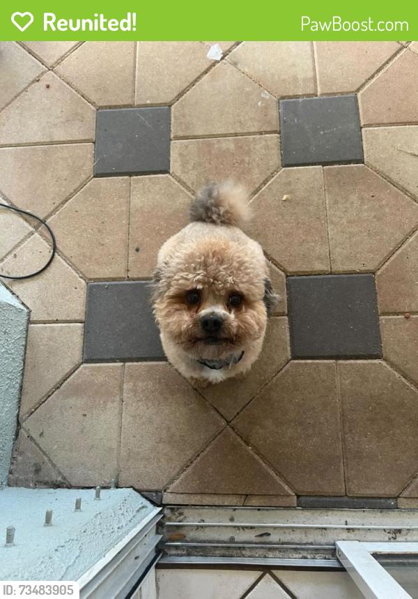 Reunited Male Dog last seen Barnsley Reserve Pl Gibsonton, FL 33534 United States, Gibsonton, FL 33534