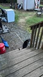 Reunited Female Cat last seen West pole road Ferndale wa 98248, Ferndale, WA 98248