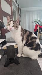 Reunited Male Cat last seen Devils Reach RD, Woodbridge, VA 22192