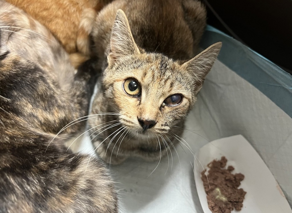 Shelter Stray Female Cat last seen Near Grape Street, San Diego, CA, 92105, 5500 Gaines St, San Diego, CA 92110, USA