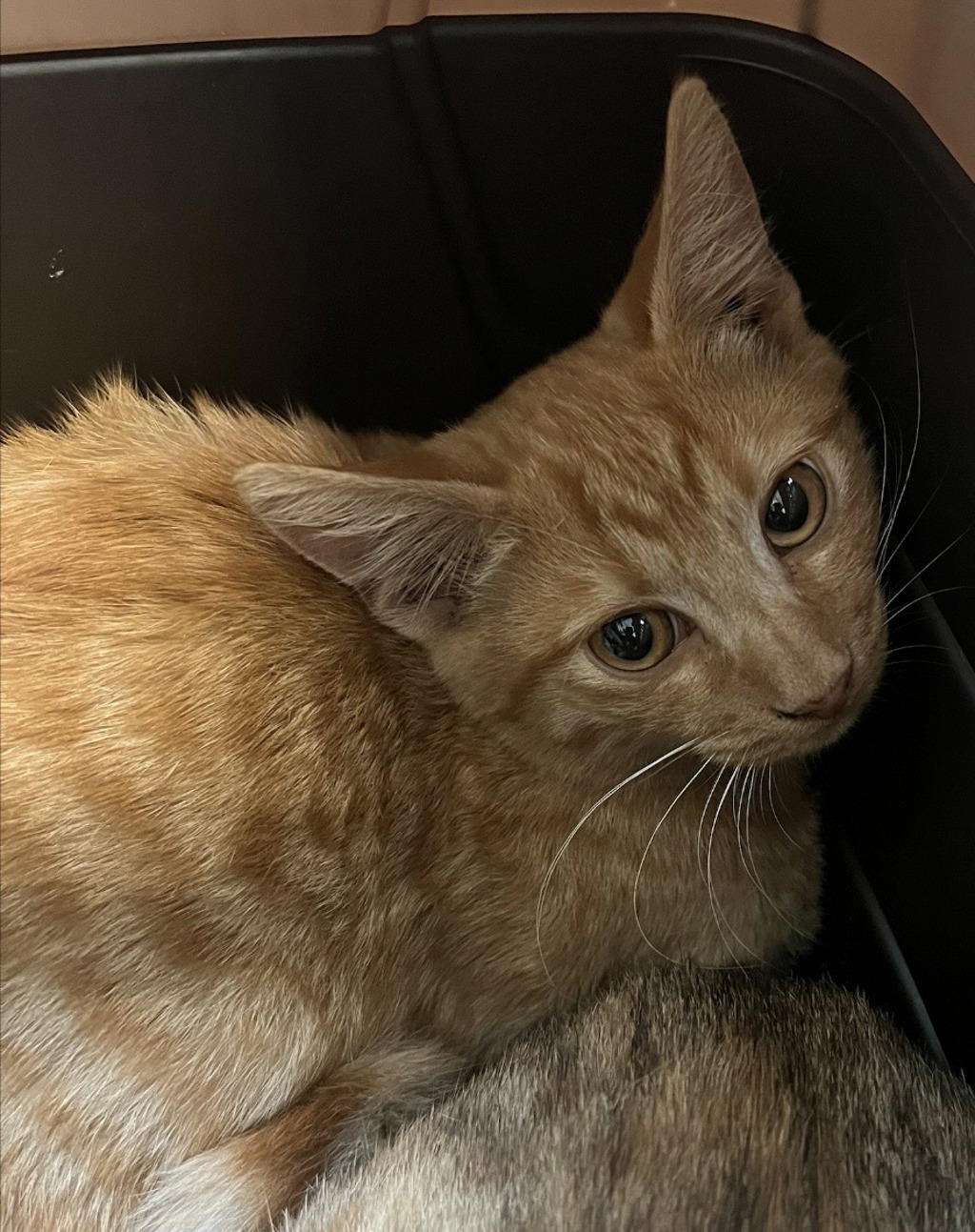 Shelter Stray Male Cat last seen Near Grape Street, San Diego, CA, 92105, 5500 Gaines St, San Diego, CA 92110, USA