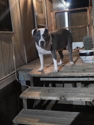 Lost Female Dog last seen West Mullins Ln and West Silverbell rd and Red hill rd, Marana, AZ 85653