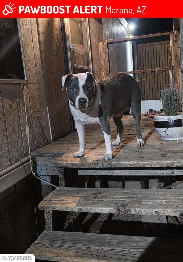 Lost Female Dog last seen West Mullins Ln and West Silverbell rd and Red hill rd, Marana, AZ 85653