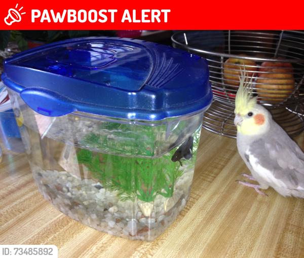 Lost Unknown Bird last seen Old navy, Bailey's Crossroads, VA 22041