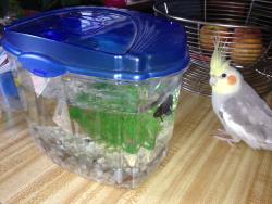Lost Unknown Bird last seen Old navy, Bailey's Crossroads, VA 22041