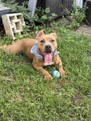 Reunited Female Dog last seen MetroBar / Rhode Island Red Line, Washington, DC 20002
