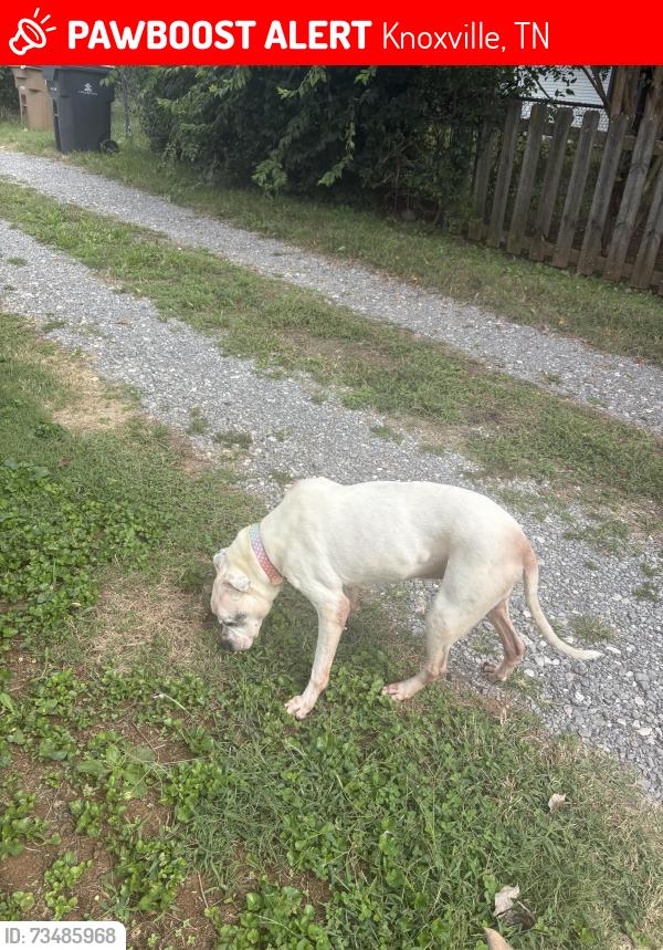 Lost Female Dog last seen East Glenwood and Luttrell, Knoxville, TN 37917