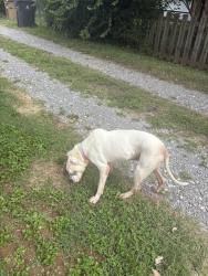 Lost Female Dog last seen East Glenwood and Luttrell, Knoxville, TN 37917