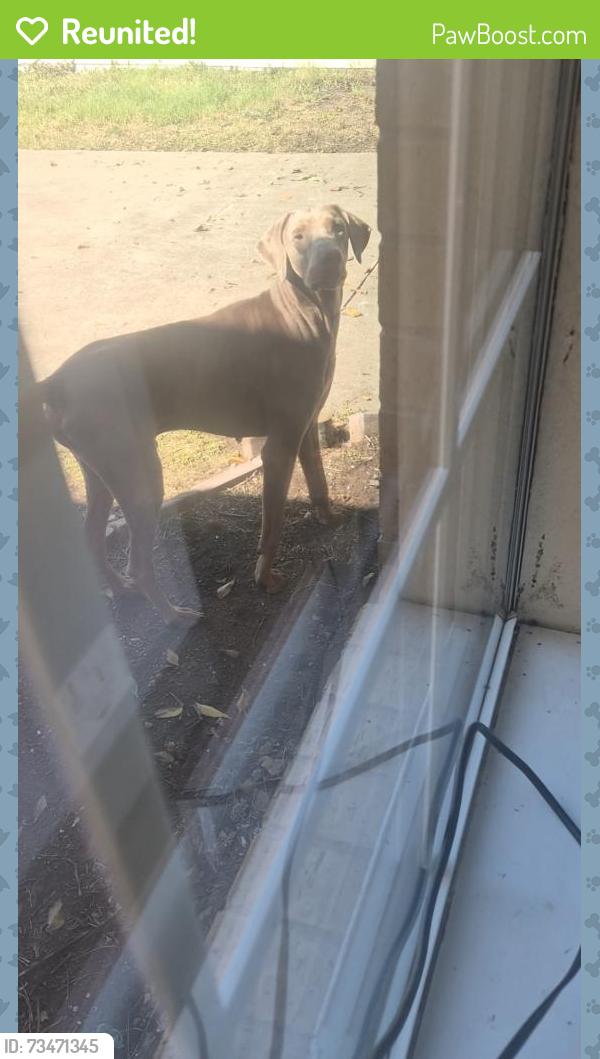 Reunited Male Dog last seen Madge Pl (Across from the apmts), North Richland Hills, TX 76117