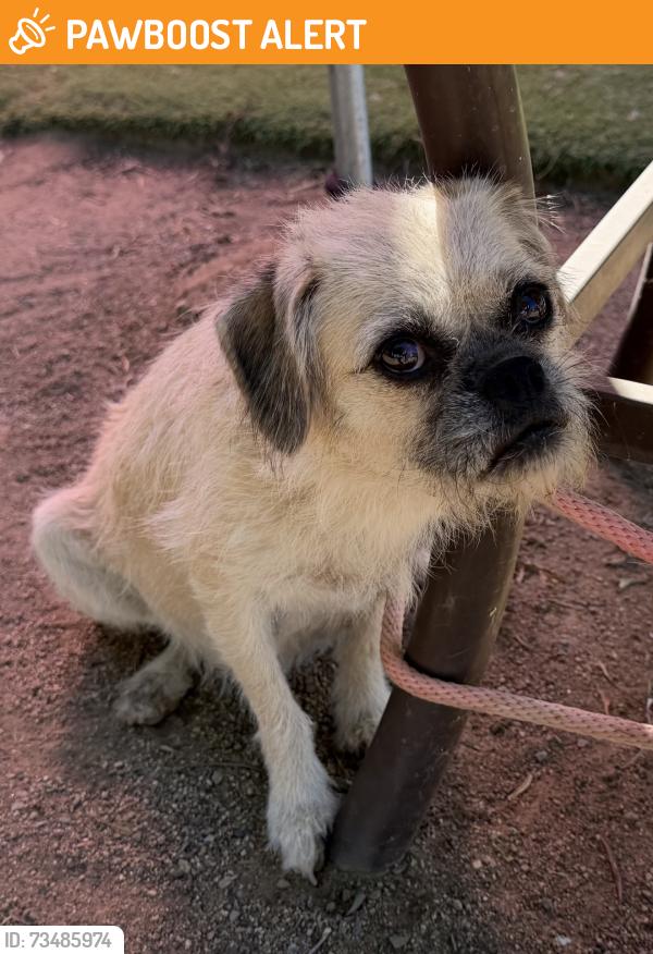 Found/Stray Female Dog last seen Menifee Rd & Ellis Ave, Riverside County, CA 92585
