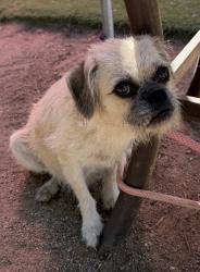 Found/Stray Female Dog last seen Menifee Rd & Ellis Ave, Riverside County, CA 92585