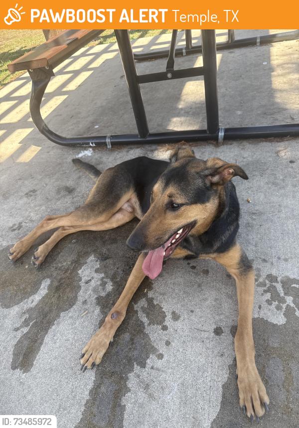 Found/Stray Male Dog last seen At park, Temple, TX 76504