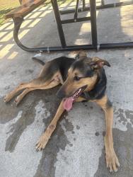 Found/Stray Male Dog last seen At park, Temple, TX 76504