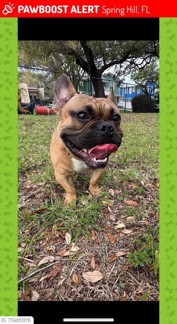 Lost Male Dog last seen Drayton Drive in Colorado, Spring Hill, FL 34609