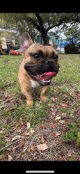 Lost Male Dog last seen Drayton Drive in Colorado, Spring Hill, FL 34609