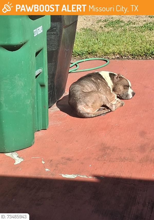 Found/Stray Male Dog last seen Fuqua and blue ridge, Missouri City, TX 77489