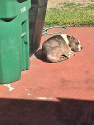 Found/Stray Male Dog last seen Fuqua and blue ridge, Missouri City, TX 77489