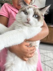 Lost Female Cat last seen 150th & 69th, Palm Beach Gardens, FL 33418