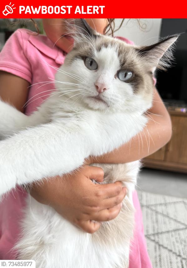 Lost Female Cat last seen 150th & 69th, Palm Beach Gardens, FL 33418