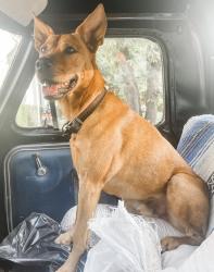 Reunited Male Dog last seen Doc Brown Road, Raeford, NC 28376