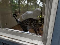 Reunited Male Cat last seen Taylor, Eden, Lancaster, PA 17601